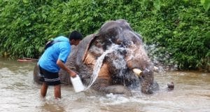 Vietnam Dental
